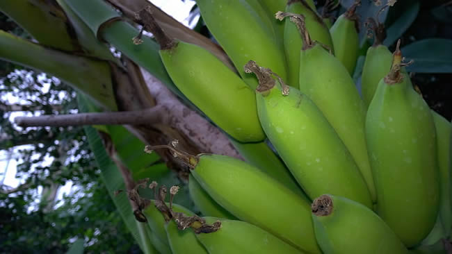 香蕉保鲜冷库温度和湿度大约是多少