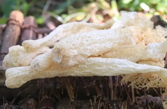 干竹荪冷库怎么建造?储存温度要求是多少?